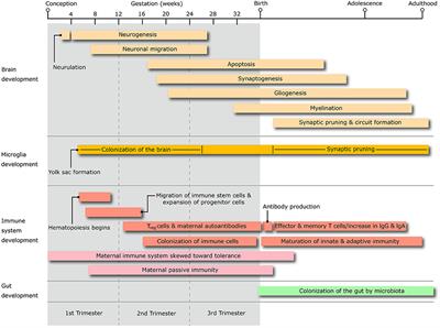 What Does Immunology Have to Do With Normal Brain Development and the Pathophysiology Underlying Tourette Syndrome and Related Neuropsychiatric Disorders?